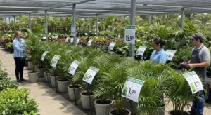 Buy Needle Palm Trees