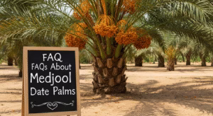 FAQs Medjool Date Palm Trees