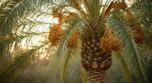 Introduction medjool date palm tree