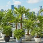 15 Types of Palm Trees Perfect for Rooftop Gardens
