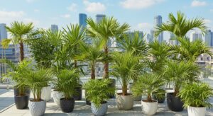 15 Types of Palm Trees Perfect for Rooftop Gardens